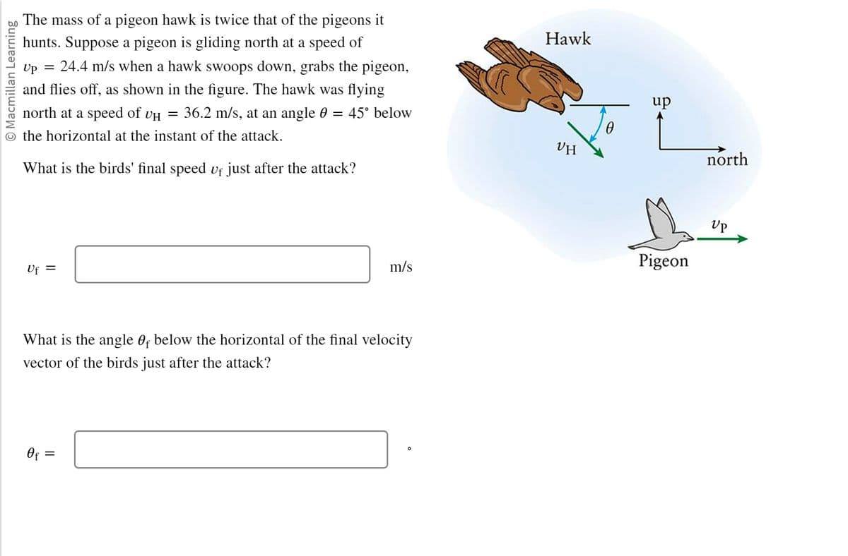 Macmillan Learning
The mass of a pigeon hawk is twice that of the pigeons it
hunts. Suppose a pigeon is gliding north at a speed of
Up =
24.4 m/s when a hawk swoops down, grabs the pigeon,
and flies off, as shown in the figure. The hawk was flying
north at a speed of vμ = 36.2 m/s, at an angle 0 = 45° below
the horizontal at the instant of the attack.
What is the birds' final speed vf just after the attack?
Uf =
m/s
What is the angle of below the horizontal of the final velocity
vector of the birds just after the attack?
Of=
Hawk
No
VH
up
Pigeon
north
UP