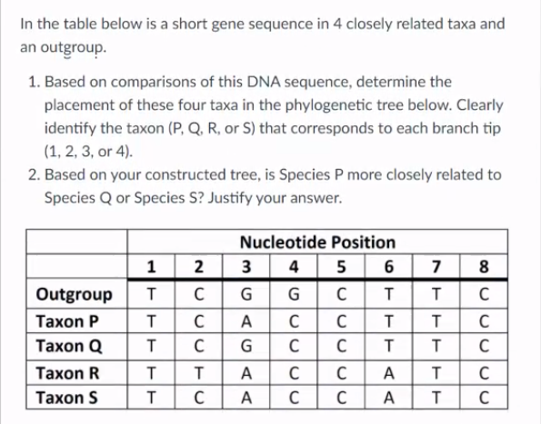 In the table below is a short gene sequence in 4 closely related taxa and
an outgroup.
1. Based on comparisons of this DNA sequence, determine the
placement of these four taxa in the phylogenetic tree below. Clearly
identify the taxon (P, Q, R, or S) that corresponds to each branch tip
(1, 2, 3, or 4).
2. Based on your constructed tree, is Species P more closely related to
Species Q or Species S? Justify your answer.
Nucleotide Position
1
2
3
4 5 6
7
8
Outgroup
G
C
Taxon P
C
A
C
T
Taxon Q
Taxon R
A
A
C
Таxon S
A
A
T
