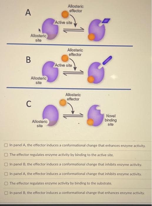 A
Allosteric
site
B
Allosteric
site
C
Allosteric
site
Allosteric
effector
Active site
Allosteric
effector
Active site
Allosteric
effector
5
Novel
binding
site
In panel A, the effector induces a conformational change that enhances enzyme activity.
The effector regulates enzyme activity by binding to the active site.
In panel B, the effector induces a conformational change that inhibits enzyme activity.
In panel A, the effector induces a conformational change that inhibits enzyme activity.
The effector regulates enzyme activity by binding to the substrate.
In panel B, the effector induces a conformational change that enhances enzyme activity.
