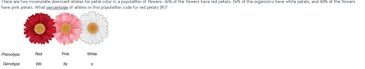 There are two incomplete-dominant alleles for petal color in a population of flowers. 36% of the flowers have red petals, 16% of the organisms have white petals, and 48% of the flowers
have pink petals. What percentage of alleles in this population code for red petals (R)?
Phenotype
Genotype
Red
RR
Pink
Rr
White
rr