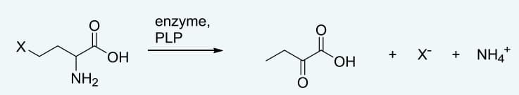X.
NH₂
ОН
enzyme,
PLP
звон
+
X + NH4+