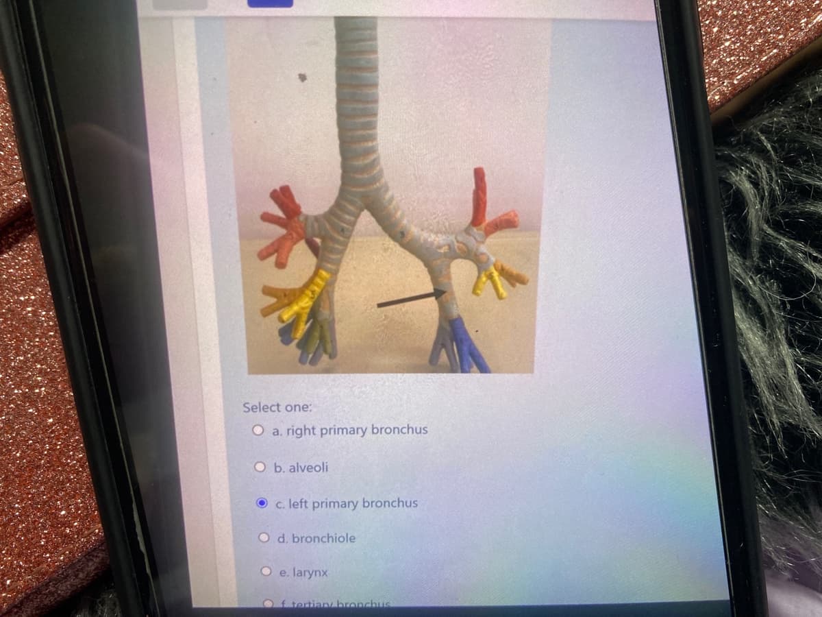 Select one:
O a. right primary bronchus
O b. alveoli
O c. left primary bronchus
O d. bronchiole
O e. larynx
Of tertian bronchus
