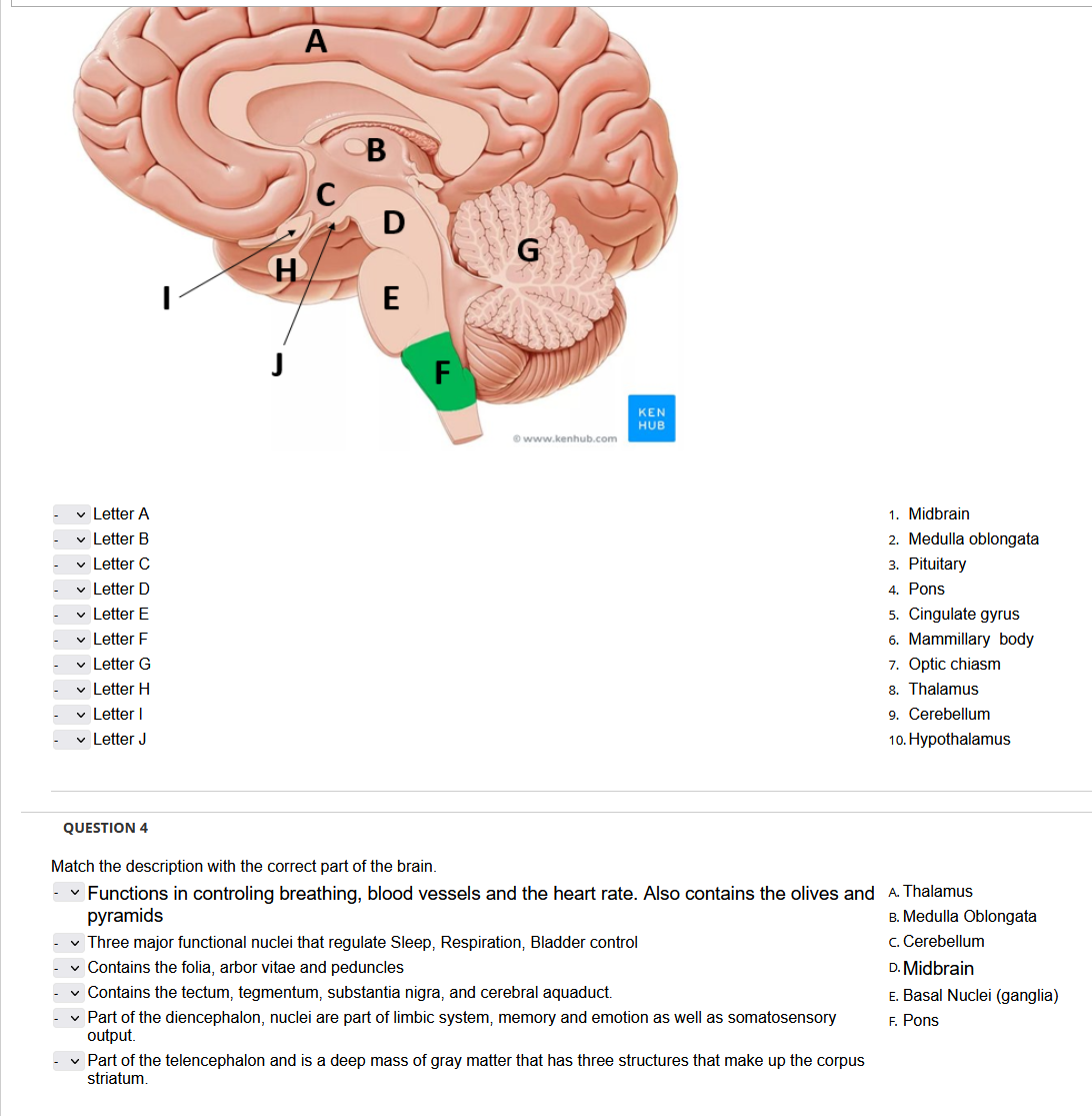 ✓ Letter A
✓ Letter B
✓ Letter C
✓ Letter D
✓ Letter E
✓ Letter F
✓ Letter G
✓ Letter H
✓ Letter I
✓ Letter J
QUESTION 4
H
A
C
B
F
G
www.kenhub.com
KEN
HUB
✓ Three major functional nuclei that regulate Sleep, Respiration, Bladder control
✓ Contains the folia, arbor vitae and peduncles
✓ Contains the tectum, tegmentum, substantia nigra, and cerebral aquaduct.
Match the description with the correct part of the brain.
✓ Functions in controling breathing, blood vessels and the heart rate. Also contains the olives and A. Thalamus
pyramids
B. Medulla Oblongata
c. Cerebellum
✓ Part of the diencephalon, nuclei are part of limbic system, memory and emotion as well as somatosensory
output.
1. Midbrain
2. Medulla oblongata
3. Pituitary
4. Pons
✓ Part of the telencephalon and is a deep mass of gray matter that has three structures that make up the corpus
striatum.
5. Cingulate gyrus
6. Mammillary body
7. Optic chiasm
8. Thalamus
9. Cerebellum
10. Hypothalamus
D. Midbrain
E. Basal Nuclei (ganglia)
F. Pons