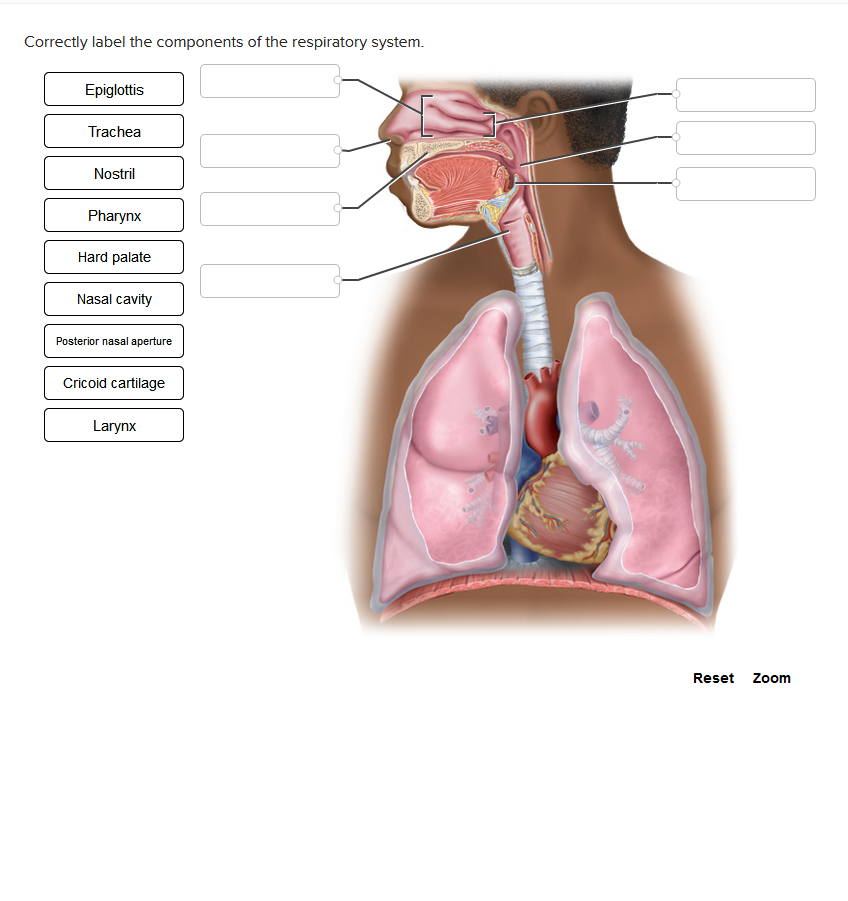 Correctly label the components of the respiratory system.
Epiglottis
Trachea
Nostril
Pharynx
Hard palate
Nasal cavity
Posterior nasal aperture
Cricoid cartilage
Larynx
Catric
MED
Reset
Zoom