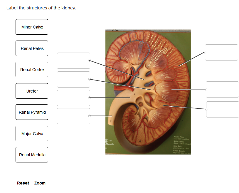 Label the structures of the kidney.
Minor Calyx
Renal Pelvis
Renal Cortex
Ureter
Renal Pyramid
Major Calyx
Renal Medulla
Reset Zoom
BU
Rec
Rigle kidney
Reia dra
duch