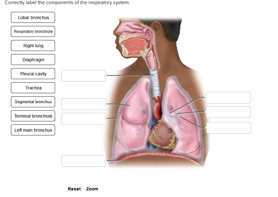 Correctly label the components of the respiratory system.
Lobar bronchus
Respiratory bronchiole
Right lung
Diaphragm
Pleural cavity
Trachea
Segmental bronchus
Terminal bronchiole
Left main bronchus
Reset Zoom