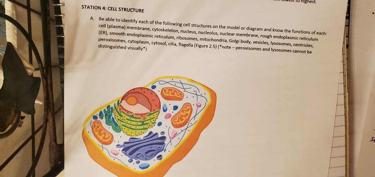 STATION 4: CELL STRUCTURE
A. Be able to identify each of the following cell structures on the model or diagram and know the functions of each:
cell (plasma) membrane, cytoskeleton, nucleus, nucleolus, nuclear membrane, rough endoplasmic reticulum
(ER), smooth endoplasmic reticulum, ribosomes, mitochondria, Golgi body, vesicles, lysosomes, centrioles,
peroxisomes, cytoplasm, cytosol, cilia, flagella (Figure 2.5) (*note -peroxisomes and lysosomes cannot be
distinguished visually*)
www
highest.
NEW
Sp