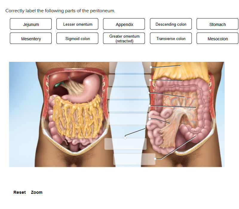 Correctly label the following parts of the peritoneum.
Jejunum
Mesentery
Reset Zoom
Lesser omentum
Sigmoid colon
Appendix
Greater omentum
(retracted)
Descending colon
Transverse colon
Stomach
Mesocolon