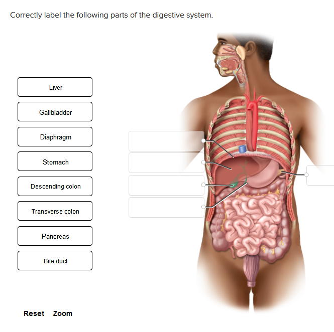 Correctly label the following parts of the digestive system.
Liver
Gallbladder
Diaphragm
Stomach
Descending colon
Transverse colon
Pancreas
Bile duct
Reset Zoom
SC