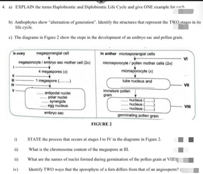 4. a) EXPLAIN the terms Haplobiontic and Diplobiontic Life Cycle and give ONE example for each
b) Anthophytes show "alternation of generation". Identify the structures that represent the TWO stages in its
life cycle.
c) The diagrams in Figure 2 show the steps in the development of an embryo sac and pollen grain.
In ovary
megasporangial cell
In anther microsporangial cells
VI
microsporocyte / pollen mother cells (2n)
microsporocyte (n)
megasporocyte / embryo sac mother cell (2n)
4 megaspores (n)
1 megaspore (..)
tube nucleus and
VII
immature pollen
grain
antipodal nuclei
- polar nuclei
synergids
egg nucleus
.nucleus
.nudeus
. nudeus (..
VII
embryo sac
germinating pollen grain
FIGURE 2
i)
STATE the process that occurs at stages I to IV in the diagrams in Figure 2.
ii)
What is the chromosome content of the megaspore at III.
ii)
What are the names of nuclei formed during germination of the pollen grain at VIIIT
iv)
Identify TWO ways that the sporophyte of a fern differs from that of an angiosperm?
