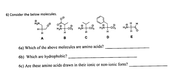 6) Consider the below molecules.
H
HyN-
H
H
H
H
B
D
E
6a) Which of the above molecules are amino acids?
6b) Which arc hydrophobic?
6c) Are these amino acids drawn in their ionic or non-ionic form?
