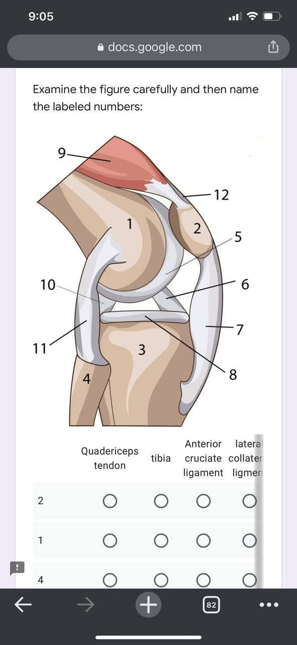 9:05
a docs.google.com
Examine the figure carefully and then name
the labeled numbers:
9.
12
10
11
3
4
8
Anterior
lateral
Quadericeps
tibia
cruciate collater
tendon
ligament ligmen
1
82
2.
