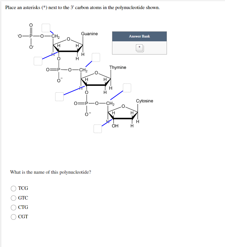 Place an asterisks (*) next to the 3' carbon atoms in the polynucleotide shown.
-O—CH,
TCG
GTC
CTG
CGT
H
H
H
Guanine
01P10-CH₂
H
What is the name of this polynucleotide?
H
Thymine
H
-O—CH,
H
OH
Answer Bank
H
*
Cytosine