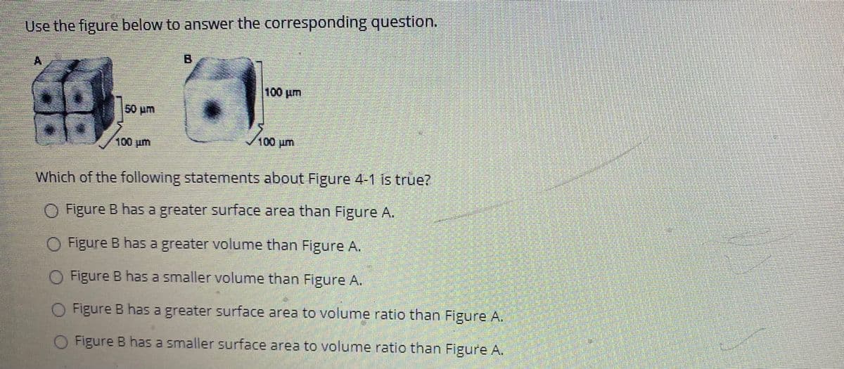 Use the figure below to answer the corresponding question.
B.
100 pm
100 um
100pm
Which of the following statements about Figure 4-1 is true?
O Figure B has a greater surface area than Figure A.
O Figure B has a greater volume than Figure A.
Figure B has a smaller volume than Figure A.
O Figure B has a greater surface area to volume ratio than Figure A.
Figure B has a smaller surface area to volume ratio than Figure A.
