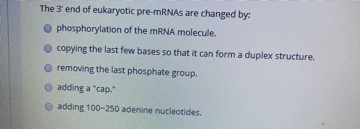 The 3' end of eukaryotic pre-mRNAS are changed by:
O phosphorylation of the mRNA molecule,
copying the last few bases so that it can form a duplex structure.
removing the last phosphate group.
O adding a "cap."
adding 100-250 adenine nucleotides.
