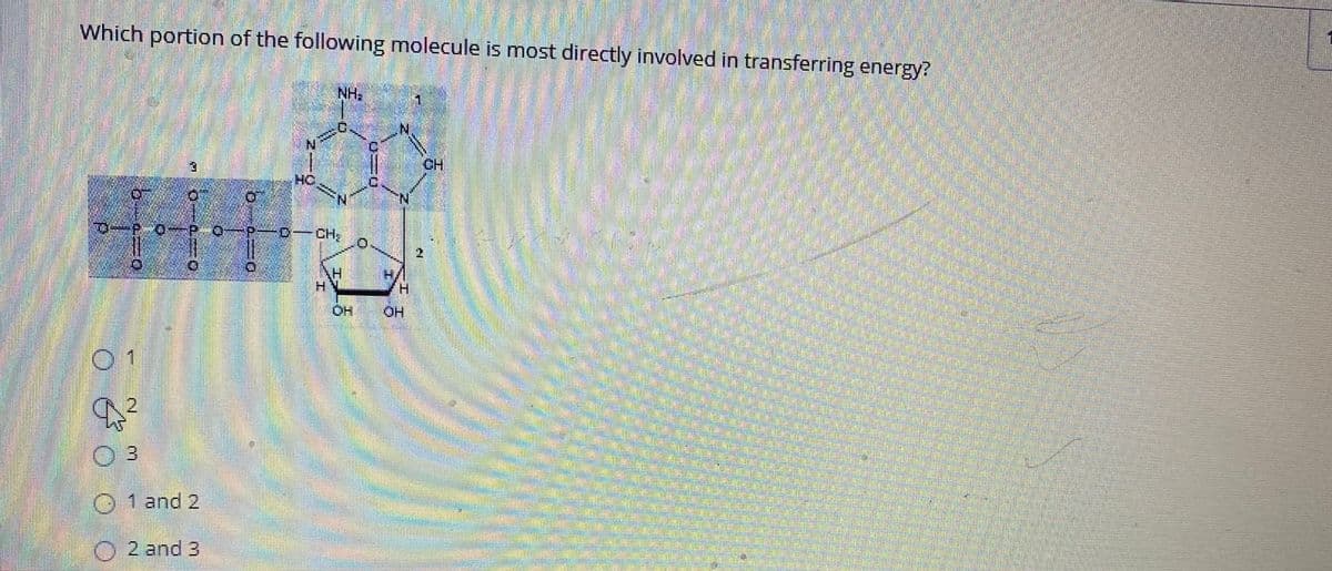 Which portion of the following molecule is most directly involved in transferring energy?
NH,
CH
HO
N.
PD-CH,
H/
H.
OH
OH
2.
03
1 and 2
02 and 3
