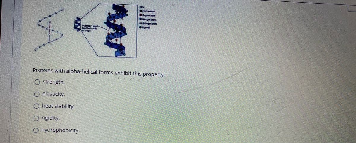 Proteins with alpha-helical forms exhibit this property:
O strength.
O elasticity.
O heat stability.
O rigidity.
O hydrophobicity.
