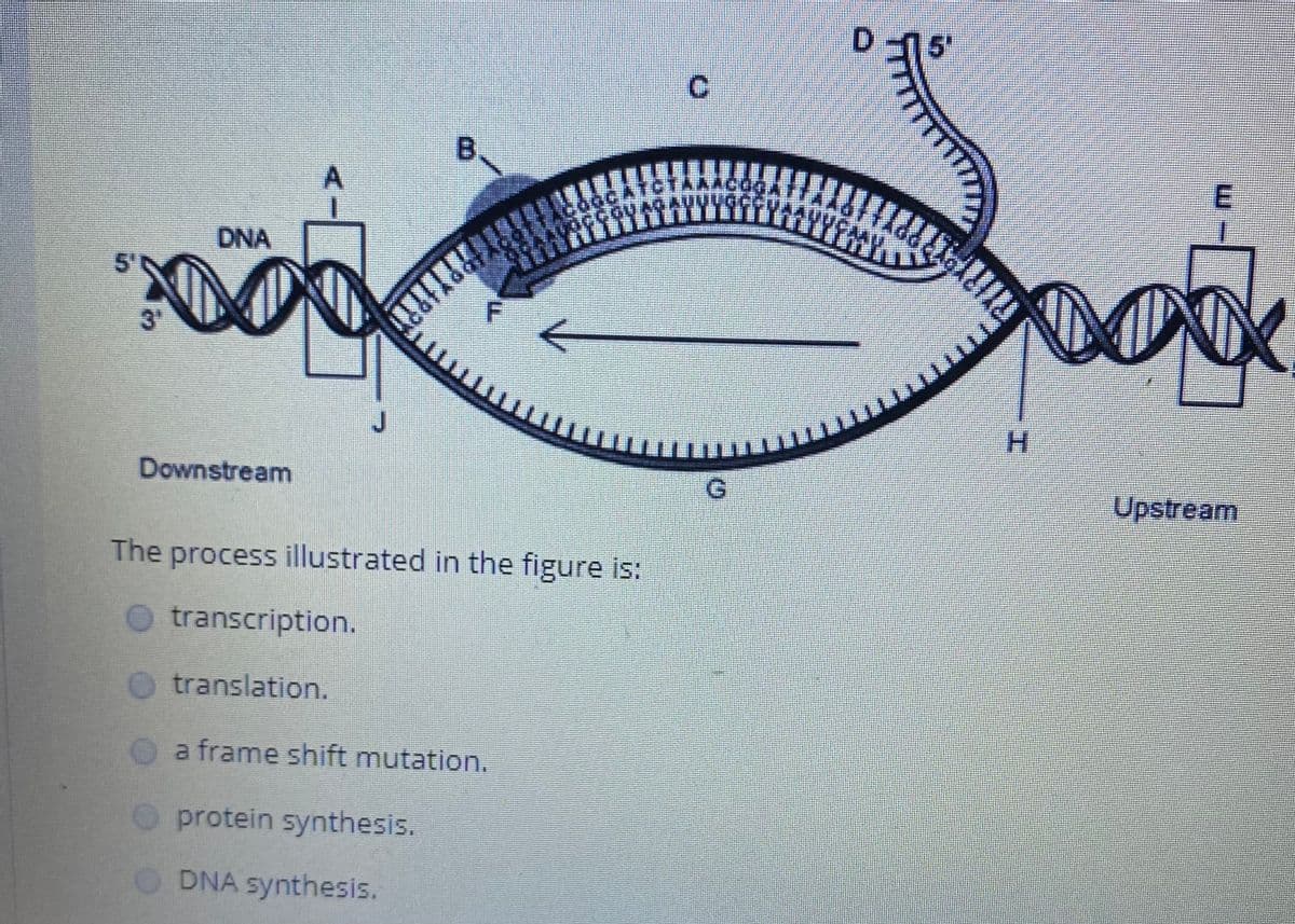 5"
ய
C.
B.
DNA
5'
3'
H.
Downstream
Upstream
The process illustrated in the figure is:
O transcription.
O translation.
a frame shift mutation.
O protein synthesis.
ODNA synthesis.
m.
