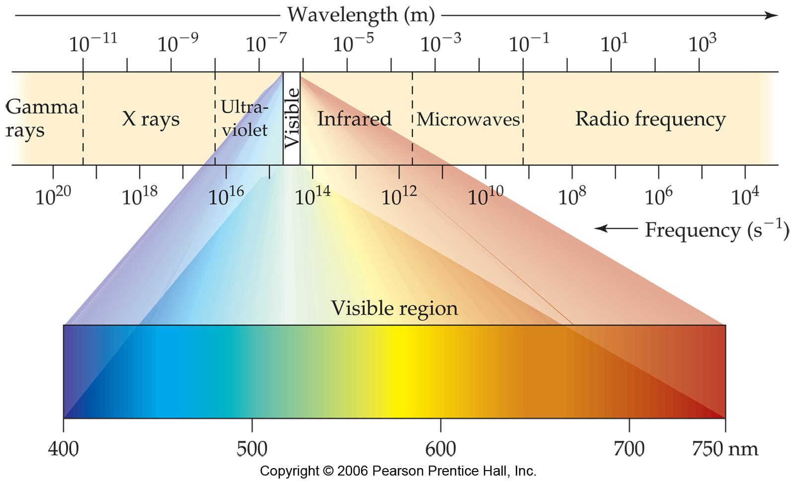 Wavelength (m) -
10-7
10-11
10-9
10-5
10
10-1
101
103
Gamma
'Ultra-
X rays
Infrared
rays
IMicrowaves!
i violet
Radio frequency
1020
1018
1016
1014
1012
1010
108
106
104
– Frequency (s')
Visible region
400
500
600
700
750 nm
Copyright © 2006 Pearson Prentice Hall, Inc.
Visible
