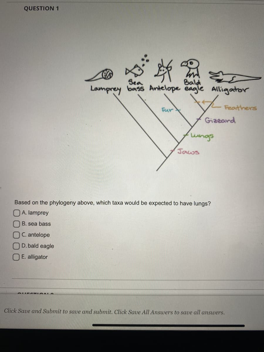 QUESTION 1
Bald
Lamprey bass Antelope eagle Alligator
Sea
Feathers
Fur
Gizeard
Jaws
Based on the phylogeny above, which taxa would be expected to have lungs?
A. lamprey
B. sea bass
C. antelope
D. bald eagle
O E. alligator
Click Save and Submit to save and submit. Click Save All Answers to save all answers.
