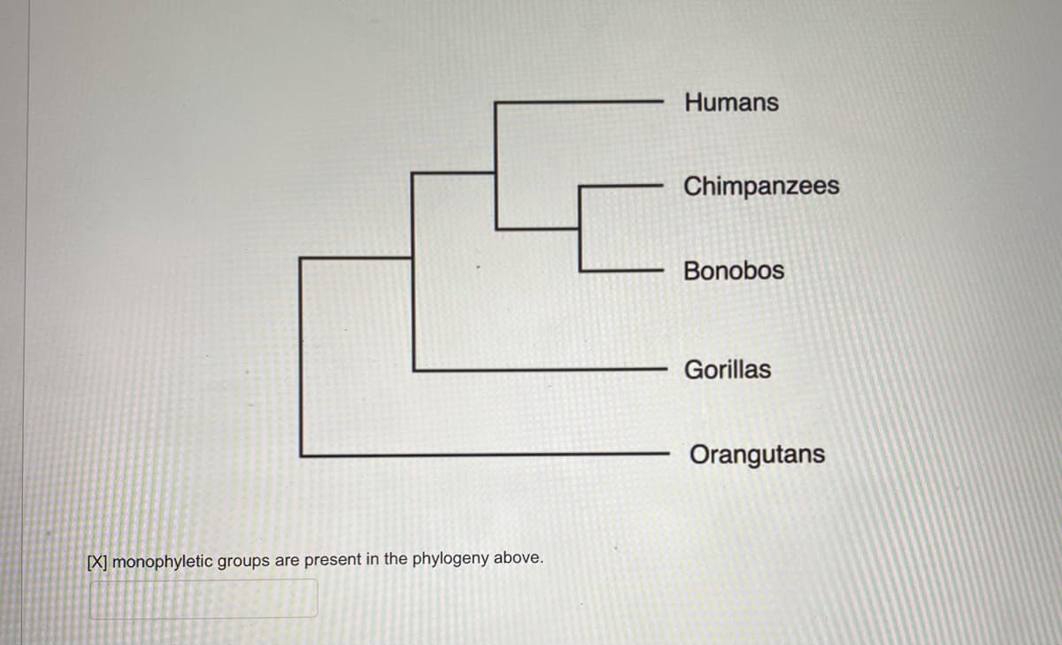 Humans
Chimpanzees
Bonobos
Gorillas
Orangutans
[X] monophyletic groups are present in the phylogeny above.
