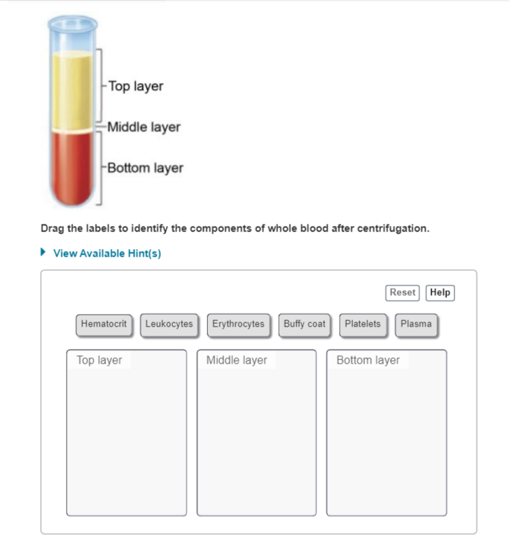 Top layer
-Middle layer
Bottom layer
Drag the labels to identify the components of whole blood after centrifugation.
• View Available Hint(s)
Reset Help
Hematocrit Leukocytes
Erythrocytes
Buffy coat
Plasma
Platelets
Top layer
Middle layer
Bottom layer
