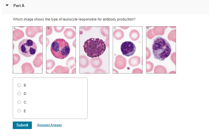 Part A
Which image shows the type of leukocyte responsible for antibody production?
D
B
D
E
Submit
Request Answer
