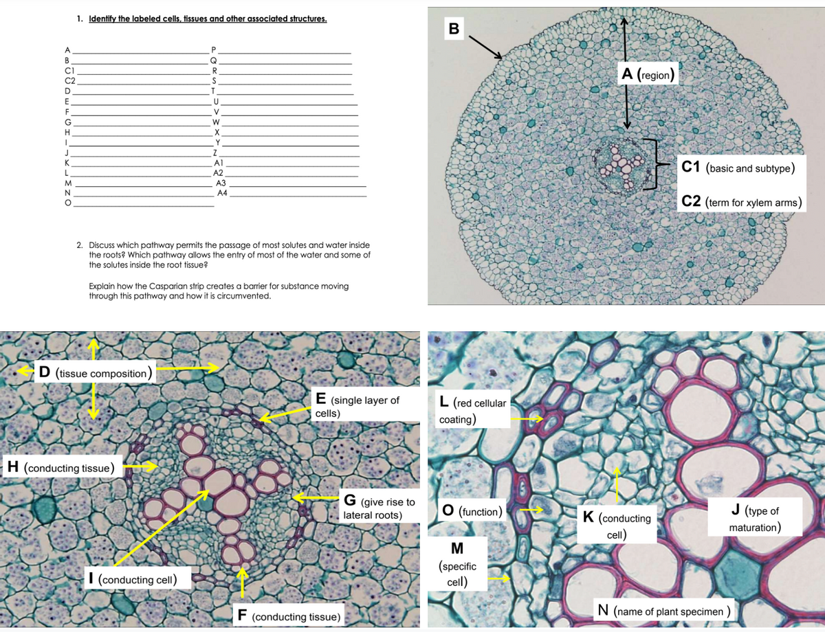 1. Identify the labeled cells, tissues and other associated structures.
В
A
P
Q
A (region)
CI
C2
S
D
T
E
F
V
W
H
X
Y
J
Z
K
A1
C1 (basic and subtype)
L
A2
M.
N
АЗ
A4
C2 (term for xylem arms)
2. Discuss which pathway permits the passage of most solutes and water inside
the roots? Which pathway allows the entry of most of the water and some of
the solutes inside the root tissue?
Explain how the Casparian strip creates a barrier for substance moving
through this pathway and how it is circumvented.
D (tissue composition)
E (single layer of
cells)
L (red cellular
coating)
H (conducting tissue)
G (give rise to
lateral roots)
O (function)
K (conducting
cell)
J (уре of
maturation)
M
I (conducting cell)
(specific
cell)
F (conducting tissue)
N (name of plant specimen )
