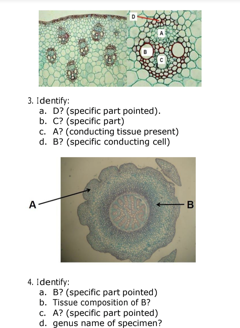A
B
C
3. Identify:
a. D? (specific part pointed).
b. C? (specific part)
c. A? (conducting tissue present)
d. B? (specific conducting cell)
A
В
4. Identify:
a. B? (specific part pointed)
b. Tissue composition of B?
c. A? (specific part pointed)
d. genus name of specimen?
