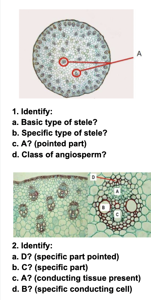A
1. Identify:
a. Basic type of stele?
b. Specific type of stele?
c. A? (pointed part)
d. Class of angiosperm?
A
B
2. Identify:
a. D? (specific part pointed)
b. C? (specific part)
c. A? (conducting tissue present)
d. B? (specific conducting cell)
