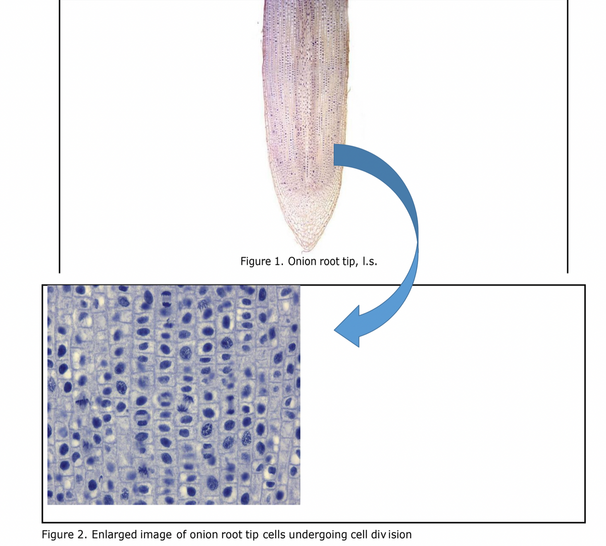 Figure 1. Onion root tip, I.s.
Figure 2. Enlarged image of onion root tip cells undergoing cell div ision
