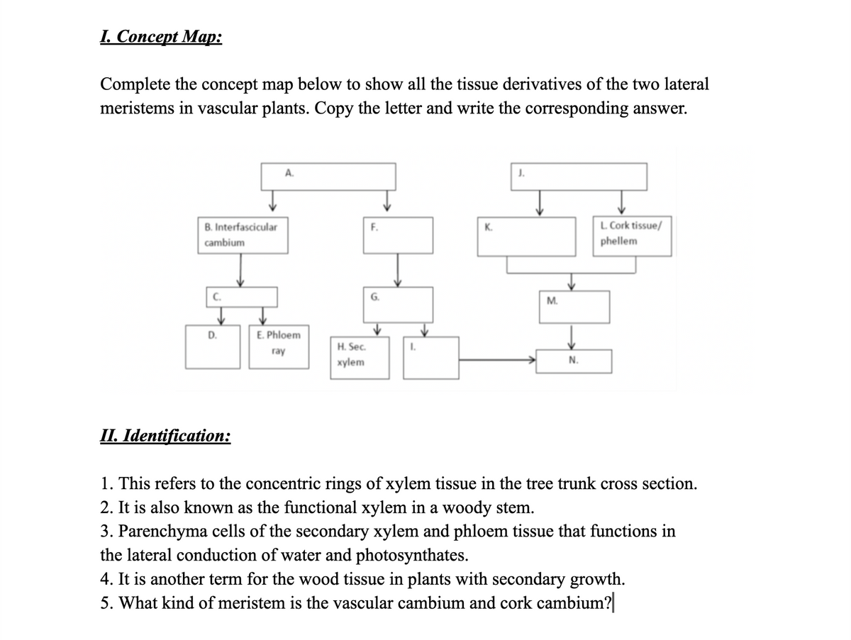 I. Concept Map:
Complete the concept map below to show all the tissue derivatives of the two lateral
meristems in vascular plants. Copy the letter and write the corresponding answer.
A.
J.
B. Interfascicular
L. Cork tissue/
phellem
F.
K.
cambium
М.
D.
E. Phloem
H. Sec.
ray
xylem
N.
II. Identification:
1. This refers to the concentric rings of xylem tissue in the tree trunk cross section.
2. It is also known as the functional xylem in a woody stem.
3. Parenchyma cells of the secondary xylem and phloem tissue that functions in
the lateral conduction of water and photosynthates.
4. It is another term for the wood tissue in plants with secondary growth.
5. What kind of meristem is the vascular cambium and cork cambium?
