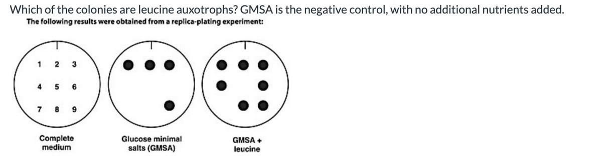 Which of the colonies are leucine auxotrophs? GMSA is the negative control, with no additional nutrients added.
The following results were obtained from a replica-plating experiment:
1 2
3
4
5
6
7 8 9
Complete
medium
Glucose minimal
GMSA +
salts (GMSA)
leucine
