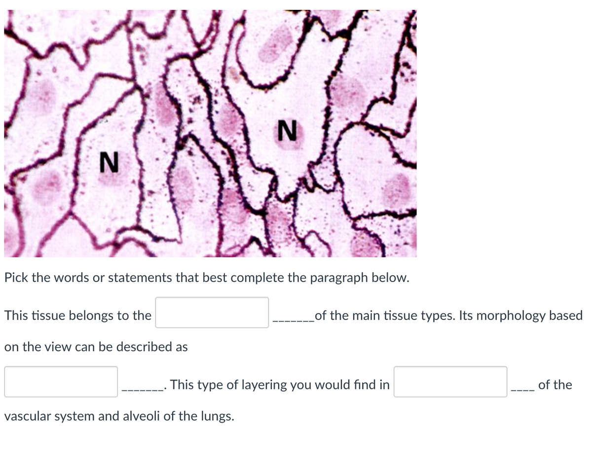 N
Pick the words or statements that best complete the paragraph below.
This tissue belongs to the
of the main tissue types. Its morphology based
on the view can be described as
This type of layering you would find in
of the
vascular system and alveoli of the lungs.
