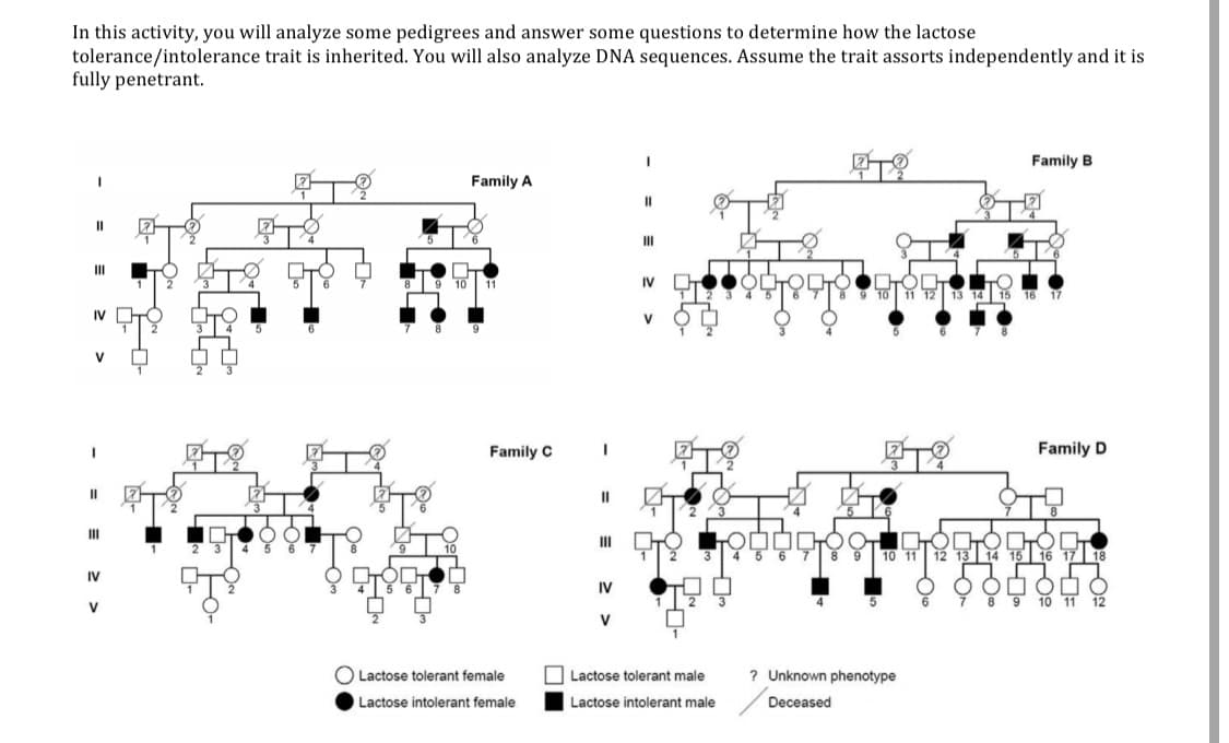 In this activity, you will analyze some pedigrees and answer some questions to determine how the lactose
tolerance/intolerance trait is inherited. You will also analyze DNA sequences. Assume the trait assorts independently and it is
fully penetrant.
Family B
Family A
II
II
II
IV D
IV
V
V
Family C
Family D
II
III
6
10 11 12
IV
IV
V
V
O Lactose tolerant female
O Lactose tolerant male
? Unknown phenotype
Lactose intolerant female
Lactose intolerant male
Deceased
