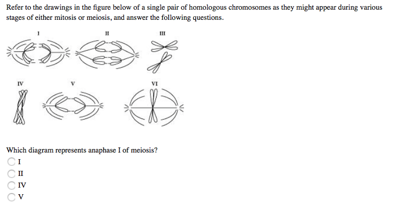 Refer to the drawings in the figure below of a single pair of homologous chromosomes as they might appear during various
stages of either mitosis or meiosis, and answer the following questions.
II
IV
VI
Which diagram represents anaphase I of meiosis?
CI
II
IV
0000
