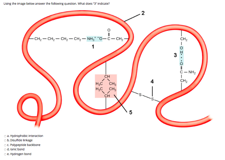 Using the image below answer the following question. What does "3" indicate?
2
- CH2 – CH2 – CH2 – CH2 – NH,* O-ċ- CH,-
CH2
3
C- NH2
ČH
4
CH2
H3C CH3
H3C CH;
CH
o a. Hydrophobic interaction
o b. Disulfide linkage
O. Polypeptide backbone
od. lonic bond
o e. Hydrogen bond
