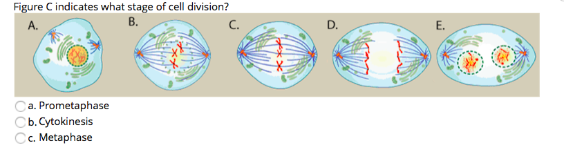 Figure C indicates what stage of cell division?
В.
А.
C.
D.
Е.
a. Prometaphase
b. Cytokinesis
C c. Metaphase
