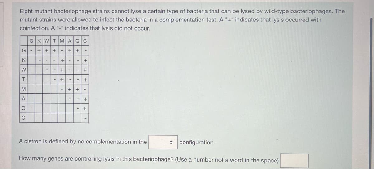 Eight mutant bacteriophage strains cannot lyse a certain type of bacteria that can be lysed by wild-type bacteriophages. The
mutant strains were allowed to infect the bacteria in a complementation test. A "+" indicates that lysis occurred with
coinfection. A "-" indicates that lysis did not occur.
OXWTMAO
G
K
Т
Т
М
А
А
Q
C
GKWTMAQC
+++++
-
- -
-
-
-
-
+ -
+ -
+
-
-
+
-
-
-
O +++
-
+ -
- +
+
A cistron is defined by no complementation in the
How many genes are controlling lysis in this bacteriophage? (Use a number not a word in the space)
configuration.