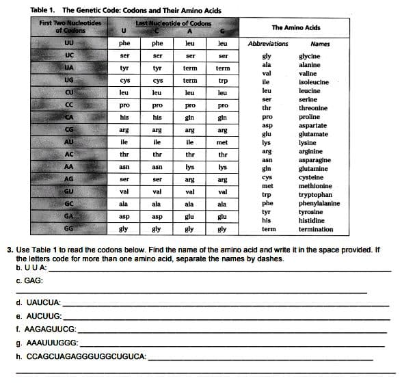 Table 1. The Genetic Code: Codons and Their Amino Acids
First Two Nucleotides
of Codons
Last Nucleotide of Codons
The Amino Acids
A
UU
phe
phe
leu
leu
Abbreviations
Names
UC
gly
glycine
ser
ser
ser
ser
UA
tyr
tyr
term
ala
alanine
term
val
valine
UG
cys
cys
term
trp
ile
isoleucine
leu
leucine
CU
leu
leu
leu
leu
ser
serine
CC
pro
pro
pro
pro
threonine
proline
aspartate
glutamate
lysine
arginine
thr
CA
his
his
gin
gin
pro
asp
glu
lys
CG
arg
arg
arg
arg
AU
le
ile
ile
met
AC
thr
thr
thr
thr
arg
asparagine
glutamine
cysteine
methlonine
asn
AA
lys
lys
asn
asn
gin
AG
ser
ser
arg
arg
cys
met
GU
val
val
val
val
trp
phe
tryptophan
phenylalanine
tyrosine
histidine
GC
ala
ala
ala
ala
tyr
his
GA
asp
asp
glu
glu
GG
gly
gly
gly
gly
term
termination
3. Use Table 1 to read the codons below. Find the name of the amino acid and write it in the space provided. If
the letters code for more than one amino acid, separate the names by dashes.
b. UUA:
c. GAG:
d. UAUCUA:
e. AUCUUG:
f. AAGAGUUCG:
g. AAAUUUGGG:
h. CCAGCUAGAGGGUGGCUGUCA:
