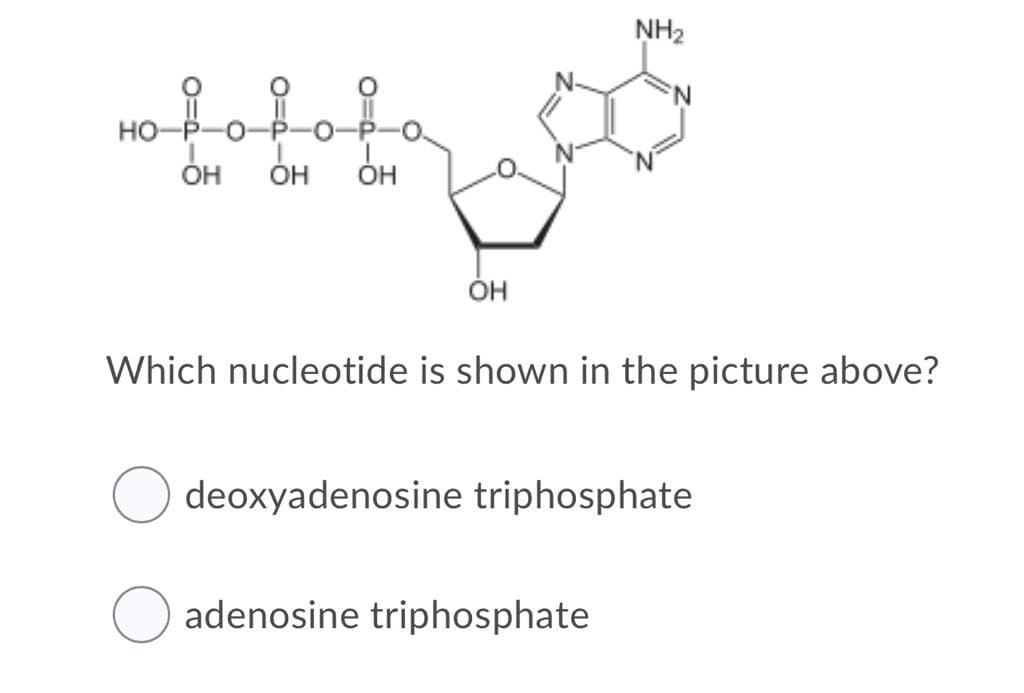 NH2
но
ÓH
ÓH
OH
Он
Which nucleotide is shown in the picture above?
deoxyadenosine triphosphate
adenosine triphosphate
