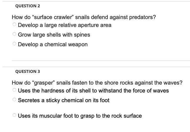 QUESTION 2
How do "surface crawler" snails defend against predators?
Develop a large relative aperture area
O Grow large shells with spines
O Develop a chemical weapon
QUESTION 3
How do "grasper" snails fasten to the shore rocks against the waves?
Uses the hardness of its shell to withstand the force of waves
Secretes a sticky chemical on its foot
Uses its muscular foot to grasp to the rock surface