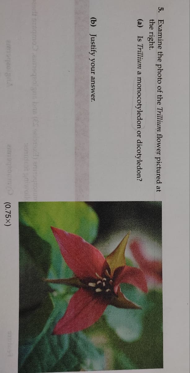 5. Examine the photo of the Trillium flower pictured at
the right.
(a) Is Trillium a monocotyledon or dicotyledon?
(b) Justify your answer.
est sisqmoenmoqeoigns bas (ES setexil) ammogronme
TudEst gniwolle
ammogromm (0.75X)
emmsgeeign
