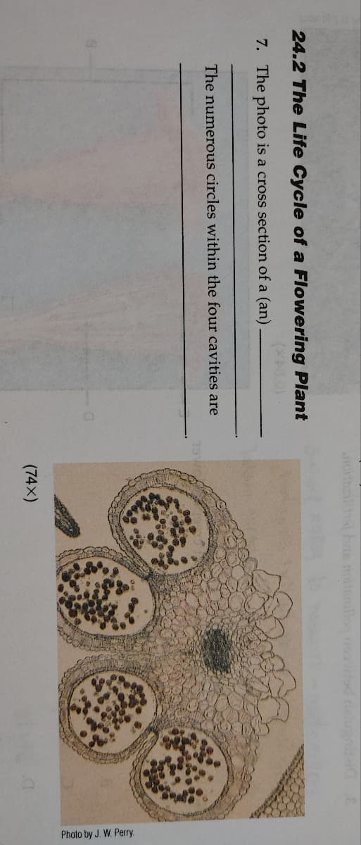 24.2 The Life Cycle of a Flowering Plant
(**8.0)
7. The photo is a cross section of a (an)
The numerous circles within the four cavities are
190
(74X)
Photo by J. W. Perry.