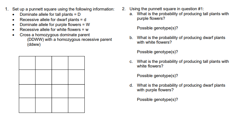 1. Set up a punnett square using the following information:
2. Using the punnett square in question #1:
a. What is the probability of producing tall plants with
purple flowers?
Dominate allele for tall plants = D
• Recessive allele for dwarf plants = d
• Dominate allele for purple flowers = W
• Recessive allele for white flowers = w
Cross a homozygous dominate parent
(DDWW) with a homozygous recessive parent
(ddww)
Possible genotype(s)?
b. What is the probability of producing dwarf plants
with white flowers?
Possible genotype(s)?
c. What is the probability of producing tall plants with
white flowers?
Possible genotype(s)?
d. What is the probability of producing dwarf plants
with purple flowers?
Possible genotype(s)?
