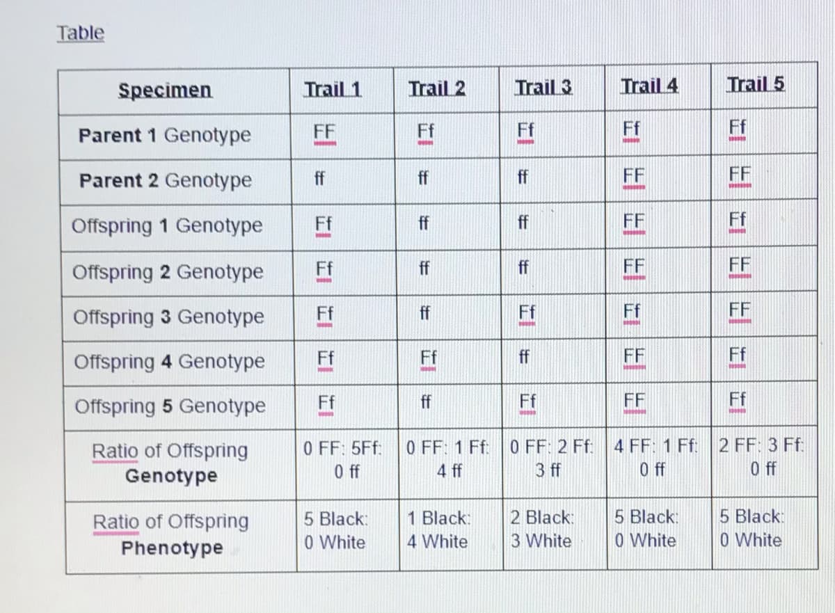 Table
Specimen
Trail 1
Trail 2
Trail 3
Trail 4
Trail 5
Parent 1 Genotype
FF
Ff
Ff
Ff
Ff
Parent 2 Genotype
ff
ff
ff
FF
FF
Offspring 1 Genotype
Ff
ff
ff
FF
Ff
Offspring 2 Genotype
Ff
ff
ff
FF
FF
Offspring 3 Genotype
Ff
ff
Ff
Ff
FF
Offspring 4 Genotype
Ff
Ff
ff
FF
Ff
Offspring 5 Genotype
Ff
ff
Ff
FF
Ff
4 FF: 1 Ff: 2 FF: 3 Ff:
0 FF: 5Ff:
0ff
O FF: 2 Ff
3 ff
O FF: 1 Ff
Ratio of Offspring
Genotype
4 ff
0ff
5 Black:
0 White
5 Black
0 White
1 Black:
2 Black:
Ratio of Offspring
Phenotype
5 Black:
0 White
4 White
3 White
