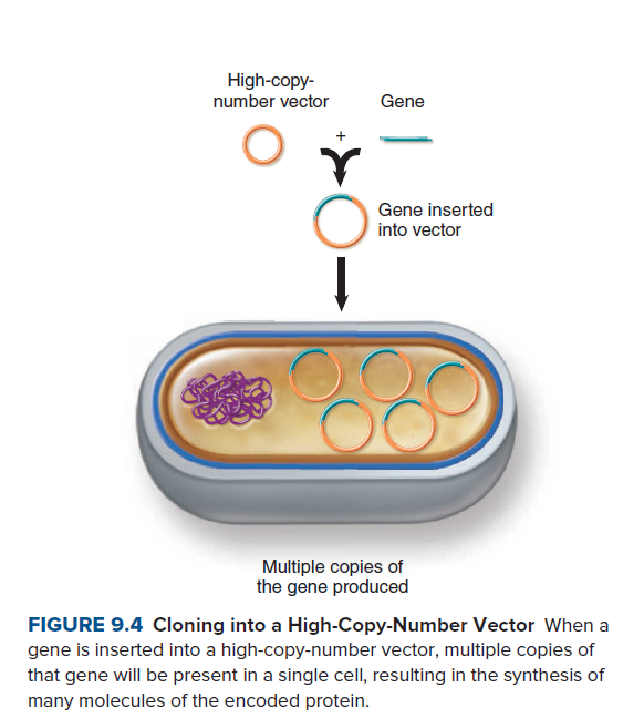 High-copy-
number vector
Gene
Gene inserted
into vector
00
Multiple copies of
the gene produced
FIGURE 9.4 Cloning into a High-Copy-Number Vector When a
gene is inserted into a high-copy-number vector, multiple copies of
that gene will be present in a single cell, resulting in the synthesis of
many molecules of the encoded protein.
