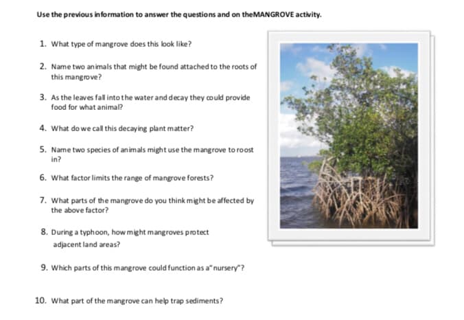 Use the previous information to answer the questions and on theMANGROVE activity.
1. What type of mangrove does this look like?
2. Name two animals that might be found attached to the roots of
this mangrove?
3. As the leaves fall into the water and decay they co uld provide
food for what animal?
4. What do we call tis decaying plant matter?
5. Name two species of animals might use the mangrove to roost
in?
6. What factor limits the range of mangrove forests?
7. What parts of the mangrove do you think might be affected by
the above factor?
8. During a typhoon, how might mangroves protect
adjacent land areas?
9. Which parts of this mangrove could function as a"nursery"?
10. What part of the mangrove can help trap sediments?
