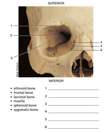 SUPERIOR
1
4
9.
3
INFERIOR
• ethmoid bone
• frontal bone
• lacrimal bone
• maxilla
• sphenoid bone
• zygomatic bone
1
2
3
4
5
6
2.
Mark Nieken
