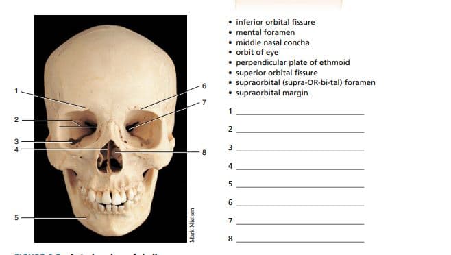 inferior orbital fissure
• mental foramen
• middle nasal concha
• orbit of eye
• perpendicular plate of ethmoid
• superior orbital fissure
• supraorbital (supra-OR-bi-tal) foramen
• supraorbital margin
1
2
3
4
8
4
6.
7
8
2.
Mark Nielsen
